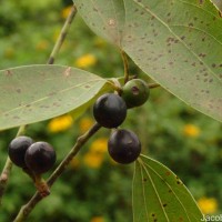 Neolitsea cassia (L.) Kosterm.